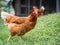 Brown chicken walking on the grass floor. Farming & Pet Concept.