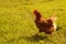 Brown chicken walks on a meadow