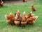 Brown chickens eating food on the grass floor. Farming & Pet Con