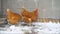 Brown chickens on the farm, selective focus. Domestic laying hens in the coop. Brown hens on a farm in winter