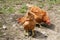 Brown Chickens Free Range in Garden Happy Life.