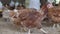 Brown chickens pecking feed in free range