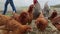 Brown chickens run around the paddock, the legs of a male farmer are visible in the background