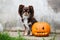 Brown chihuahua dog with Halloween pumpkin