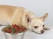Brown Chihuahua dog lying down by the bowl of dog food and ignoring it. Sad or sick chihuahua dog get bored of food. pet`s health