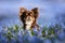 brown chihuahua dog posing on a field with blue snowdrops