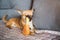 brown chihuahua plays on the couch with his rubber toy