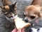 Brown Chihuahua puppy and little cat are licking and eating cream and bread.