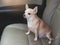 Brown chihuahua sitting  on car seat, looking outside. travel with animals