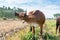 A brown Chinese cow scratching its head with feet