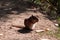 Brown chipmunk eating his food