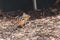 Brown chipmunk in mulch