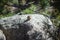 Brown Chipmunk on a Rock on a Sunny Day