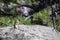 Brown Chipmunk Standing on a Rock on a Sunny Day