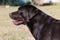 Brown chocolate labrador on green grass of aviary. Large portrait. Tongue stuck out. Beautiful young Labrador Retriever dog posing