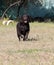 Brown chocolate labrador on green grass of aviary. Large portrait. Tongue stuck out. Beautiful young Labrador Retriever dog posing