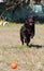 Brown chocolate labrador on green grass of aviary. Large portrait. Tongue stuck out. Beautiful young Labrador Retriever dog posing