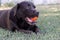 Brown chocolate labrador on green grass of aviary. Large portrait. Tongue stuck out. Beautiful young Labrador Retriever dog posing