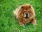Brown chow chow dog Dina in the green grass