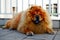 Brown chow chow dog living in the european city