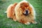 Brown chow chow dog living in the european city