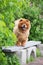 Brown chow chow dog standing on a bench