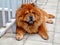 Brown chow chow living in the european city