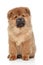 Brown Chow chow puppy