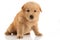 Brown Chow-chow puppy. Portrait on white background