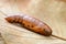 Brown chrysalis on dry leaf