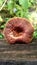 Brown circular fungi