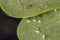 Brown Citrus Aphids eating a Common Purslane plant