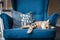 Brown classic Maine coon cat lying on the blue armchair