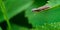 Brown Click Beetle, Agriotes obscurus on Nettle Leaf in a Sea of Green