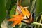 Brown Clipper butterfly on a bird of paradise bloom
