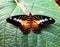 A brown clipper butterfly landing on a leaf