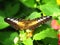 Brown Clipper Butterfly sucking nectar