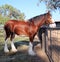 Brown Clydesdale Heavy Horse with White Feet