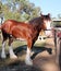 Brown Clydesdale Heavy Horse with White Feet