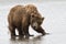 Brown Coastal Bear Looking at Photographer