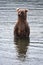 Brown Coastal Bear looking for salmon