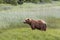 Brown Coastal Bear with Wildflowers in the Background