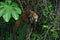 Brown coati on a tree