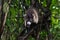 Brown Coati in the tropical rainforest