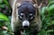 Brown Coati in the tropical rainforest