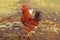 Brown cock outdoor. Portrait of cock on farm