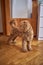 a brown cockapoo against the background of a red door peeks into the owners\' bedroom