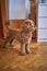 a brown cockapoo against the background of a red door peeks into the owners\\\' bedroom