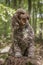 Brown Cockapoo sitting on a stump with a head tilt left