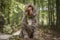 Brown Cockapoo sitting on a stump with a head tilt right